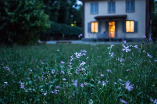 closeup of purple flowers growing in green grass in front of a home with the lights turned on
